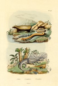 Lagarto Gusano de French School